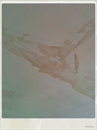 IMG_20140904_104030_Hagrid_Nolariod